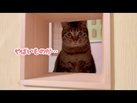 元野良猫6匹との暮らし。【保護猫】【家猫修行】