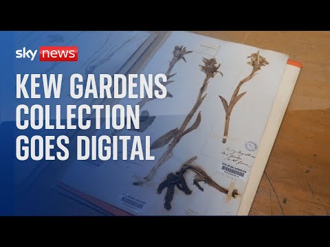 Historic Kew Gardens collection goes digital