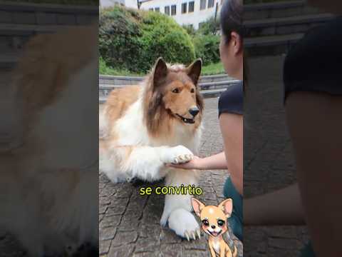 Este hombre japones se CONVIERTE en perro por 15 mil dólares 😱 #shorts #curiosidades #perro