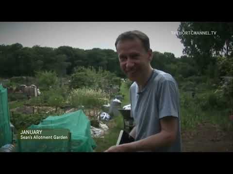 Sean's Allotment Garden 4: Potatoes, Alliums, Forcing Rhubarb, Allotment Artist, Village Garden Show