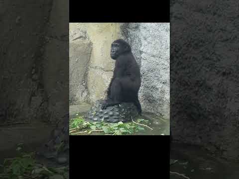 little #gorilla Ringo 4y old. Taipei Zoo #shorts 台北市立動物園 6-13 サムネイル