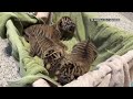 Trio of endangered Sumatran tiger cubs born at Nashville Zoo
