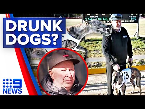 Greyhound trainer accused of giving alcohol to dog before race | 9 News Australia