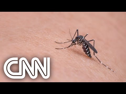 Brasil registra 504 mortes por dengue em 2022 | CNN 360°