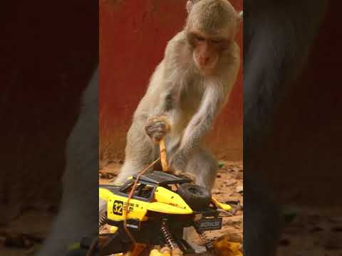 Monkey video Prank monkey #funny #monkey #monkeyvideo #animals #funnyanimal #monkeyshow #animals