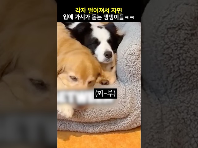 각자 떨어져서 자면 입에 가시가 돋는 댕댕이들ㅋㅋ