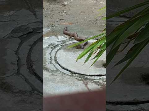 फिर से आ गया या आ गई हैं😱😲 #garden #ytshorts #gardenplants ##houseplants