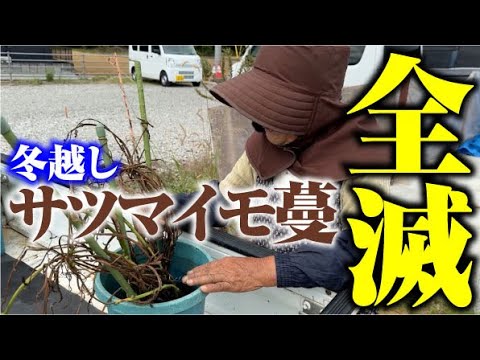 【冬越し失敗】やり方を変えて冬越しリトライします【失敗しても苦にしない】【サツマイモ】【土佐紅】