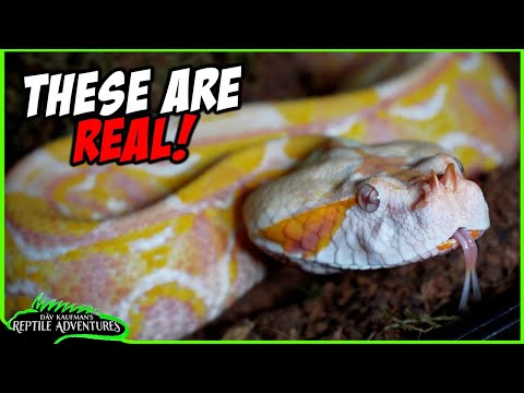 I HAD TO SWEAR TO SECRECY TO SHOW THESE AMAZING SN Do albino gaboon vipers really exist? They sure do! In fact, this project is so secret, we had to si