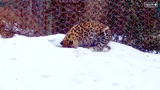 Спасенный в Приморье леопард впервые будет зимовать с «горячим источником»