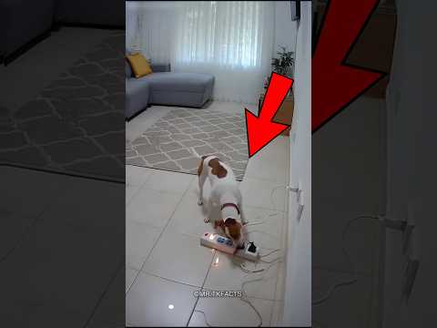 🐶 Agar Aapne Kutta Pala Hai 💯 To Aapne Sahi Kiya 😍 | #shorts #viral #doglove