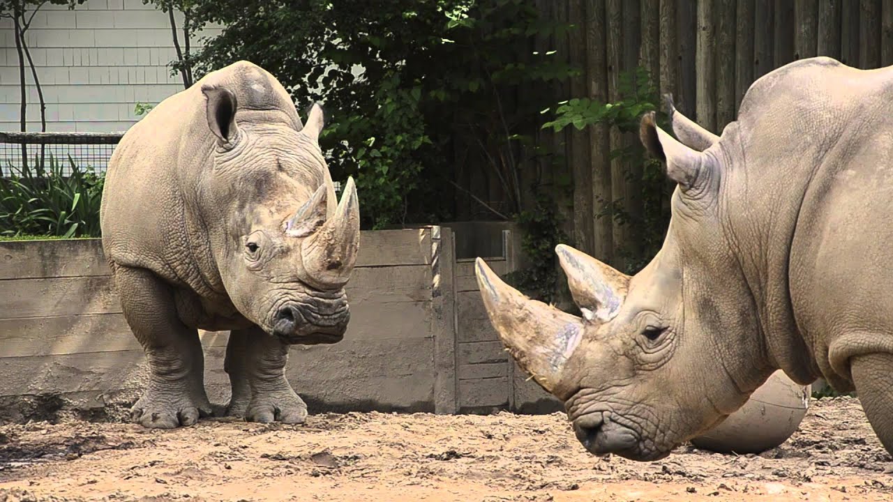 Rhino Twerking Gone Wrong! - YouTube