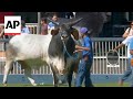 Livestock fair in Brazil sets record for sales at cattle auctions