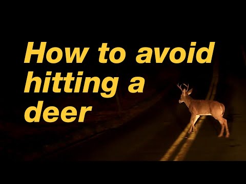 How to avoid hitting a deer