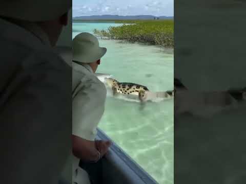 Apex Stare-Down: Tiger Shark Meets Saltwater Croc 🦈🐊