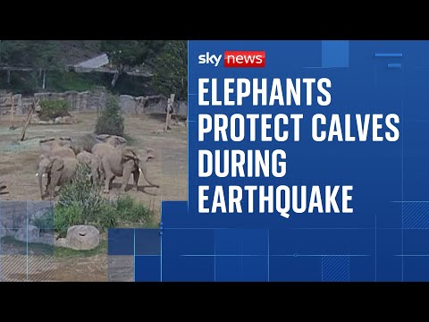 Elephants huddle to protect calves as earthquake htis zoo