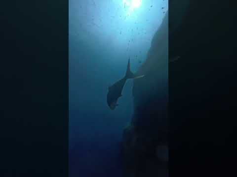 خلق الله 1000 أمة منها 600 فى البحر و400 فى البر.. #اكسبلور #العظماء #القرآن_الكريم