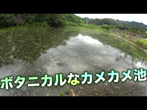 ボタニカルな外来魚釣堀カメカメ池は今日も絶好釣!!