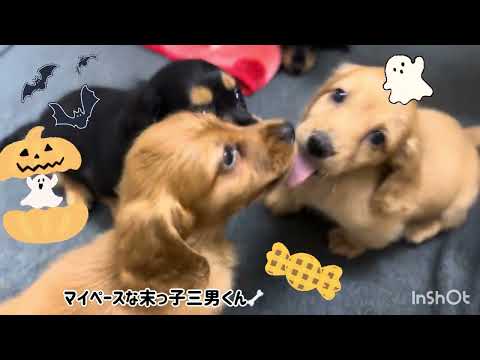 2025/9/9生まれミニチュアダックスフンドの赤ちゃん兄妹