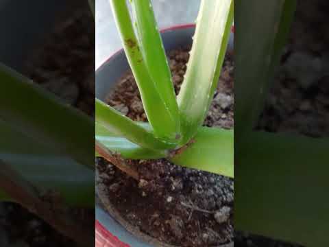aloevera 🌿 || #garden #terrace #trending #shorts #fyp #plants #vegetables #yt #fyp