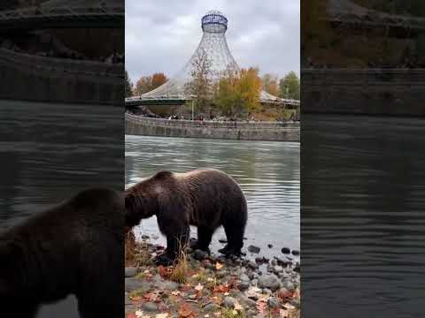 Bear footage at riverfront park Spokane