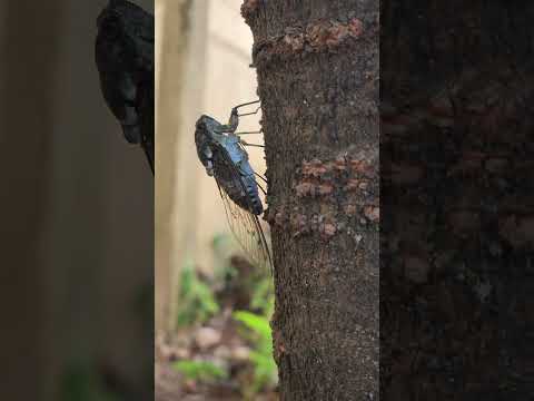 #참매미 #Large brown cicada