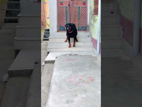 Owner Walks Away — Rottweiler Max’s Reaction Is Heart-Touching 💔 #Rottweiler #LoyalDog #DogLover