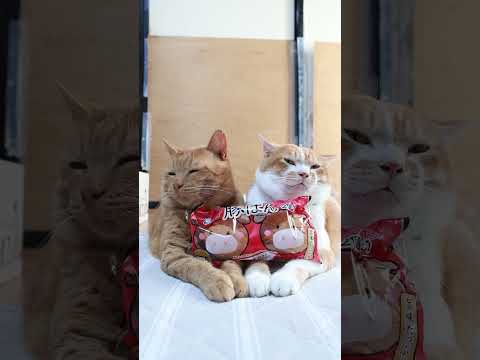 かわいい猫のせ動画｜豚ぱんと猫の癒やしコラボを体験 サムネイル