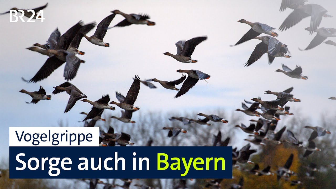 Vogelgrippe: Sorge auch in Bayern | BR24