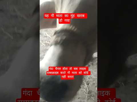 यह गौ माता का मुंह खराब हो गया #13million #cow #farming #100millon #gaumata #motivation