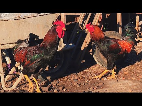 Cặp gà trống lai tạo to gấp ba giống gà bình thường