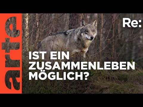 Wer hat Angst vor dem Wolf? | ARTE Re: