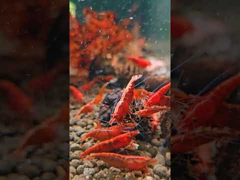 #neocaridina #shrimp #aquarium #fish #fishtank #fy 