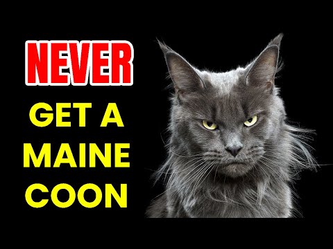 6 Reasons To Never Ever Adopt A Maine Coon Cat