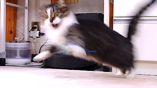 動画サムネイル