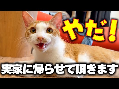 子猫が飼い主の帰省を泣いて引き留めるかわいい瞬間 サムネイル