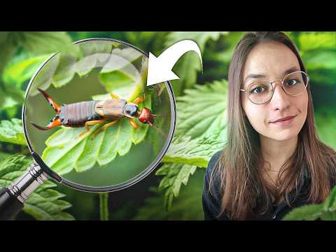 4 minutes pour comprendre le PERCE-OREILLE