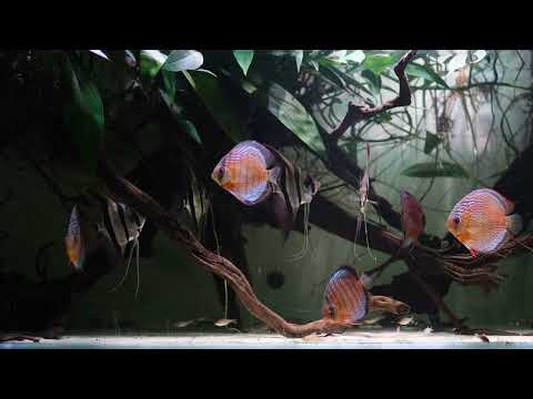 Amazon Unveiled_ Wild Green Discus & Altum Angels  Please Subscribe to my chanel and enjoy the world of Discus and Angel fish

Explore the serene beaut