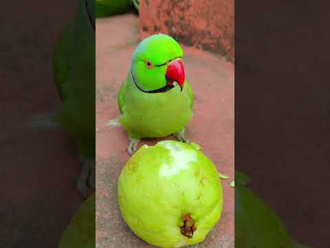 hamare mithu ko bhuk lagi 💚 #talkingparot #petbird #nonstoptalkingparrot #eatingshow #fruit #reels