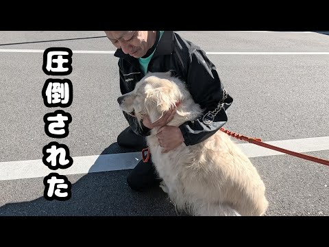 【犬が好き過ぎるお人に遭遇】強烈な好き好きアピールに圧倒されたメイちゃんタジタジ・・・w。　#メイちゃんねる