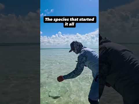 One of my favorite species! #flyfishing  #insta360 #insta360goultra @choonaclothing @insta360