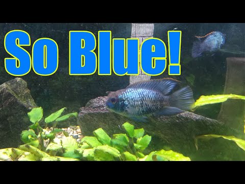 electric blue acara Electric blue Acara's in my 75 gallon planted tank