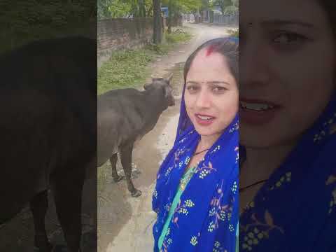 शेरु आ गया रोटी खाने और गोमाता भी आ गई #kaludevtanewsong2025