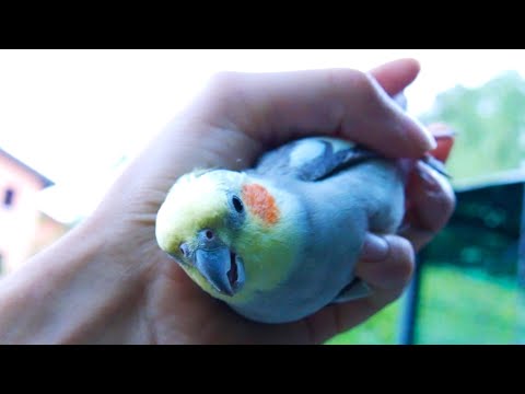 When the birds must go to sleep