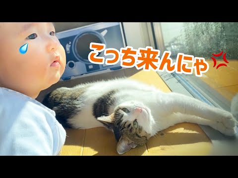 👶🏻面倒見がいいオス猫と 👶🏻面倒だと思ってるメス猫