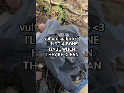 vulture culture #summer #vultureculture #vulture #bones #bonecollector #oddities
