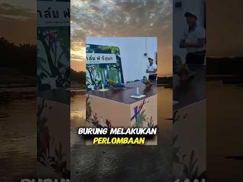 ngakak perlombaan burung#videolucu#burung