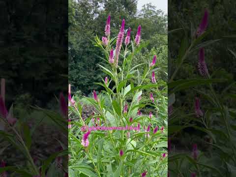 You’ve GOT to grow this plant! #celosia #gardening #latebloomer #celosiaspicata