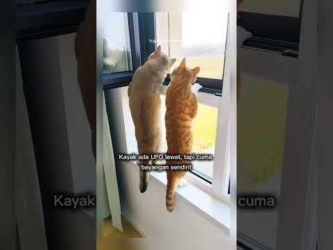 kucing ini lucu lagi lihat apa #shorts #short