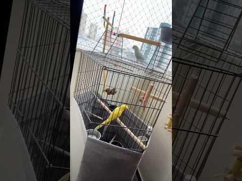 Mein erstes Short - meine Vögel werden mich noch verrückt machen